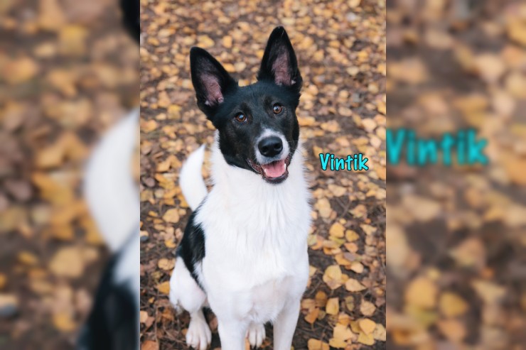 Vintik