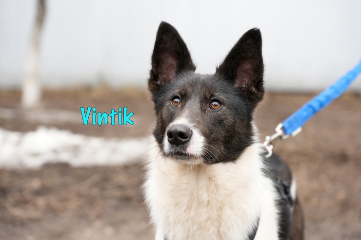 Vintik