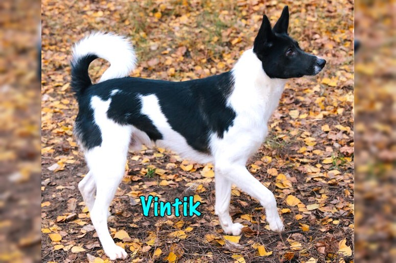 Vintik