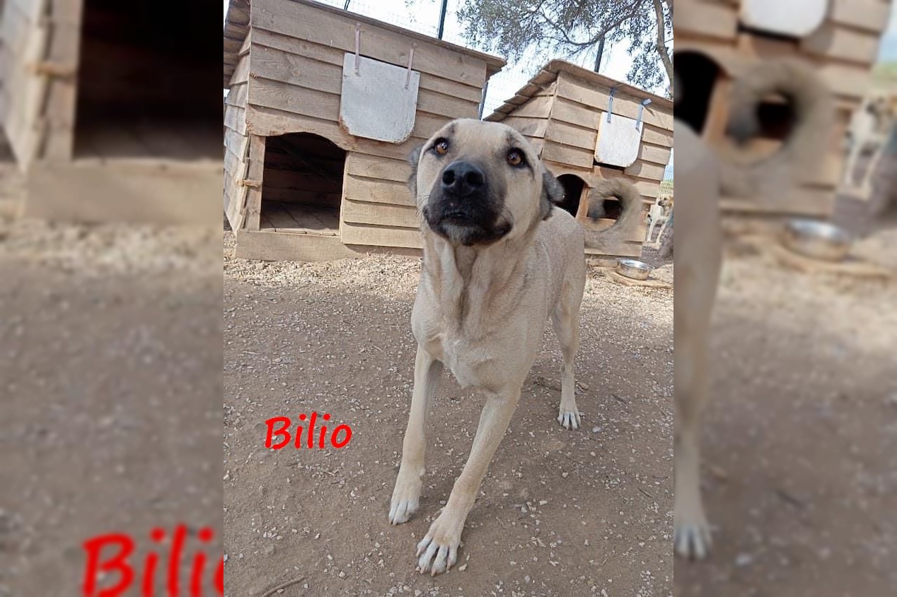 Bilio