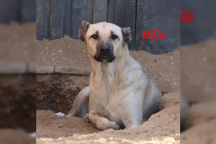 Bilio