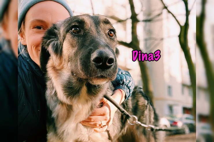 Dina3