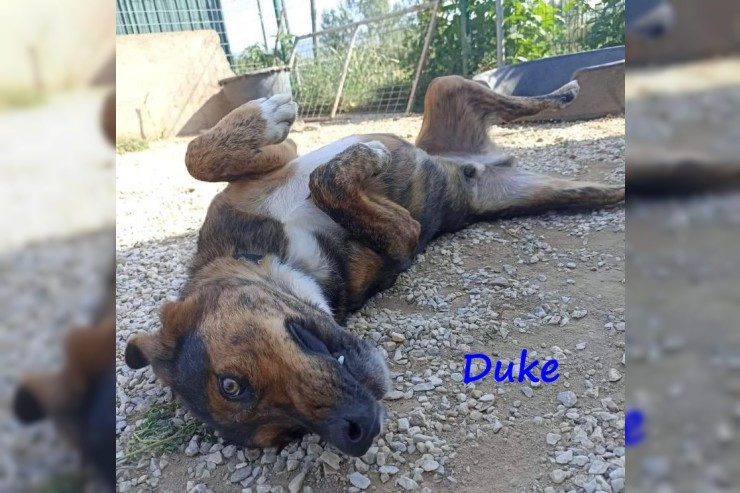 Duke