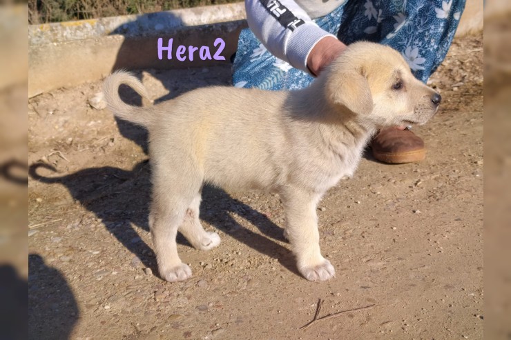 Hera2