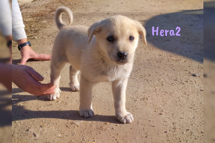 Hera2