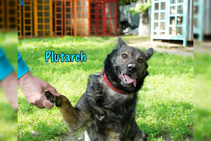 Plutarch