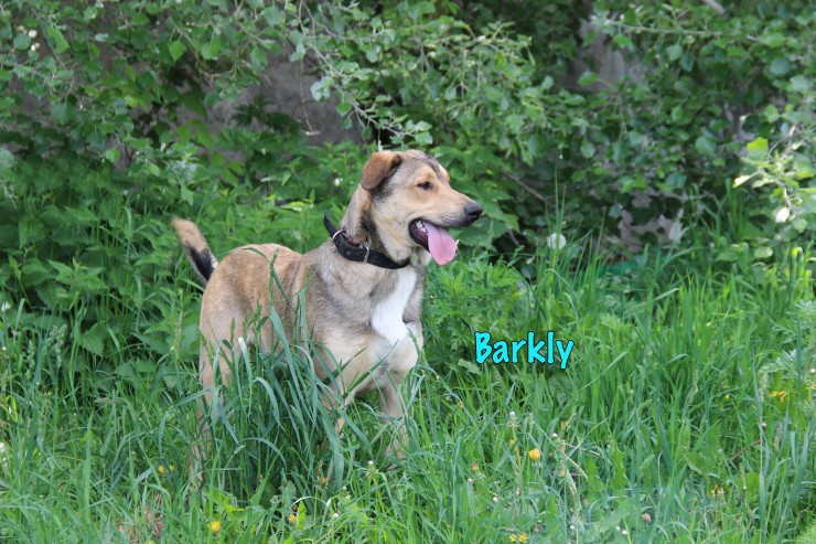 Barkly