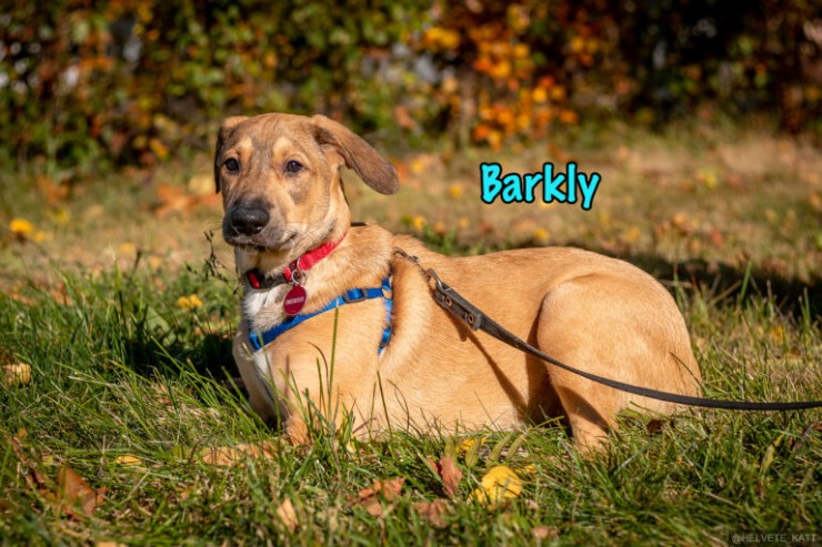 Barkly