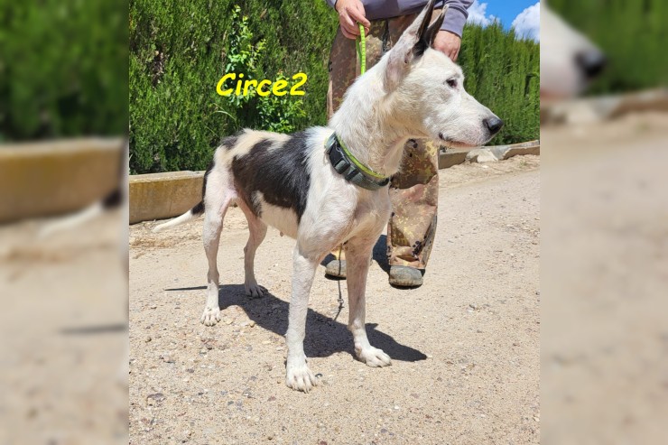 Circe2