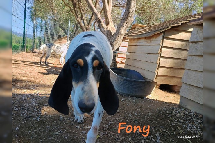 Fony