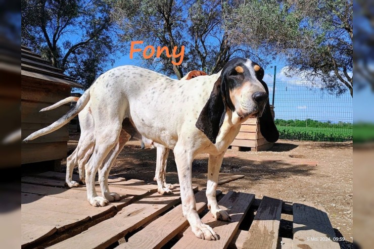 Fony