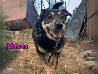 Mascha