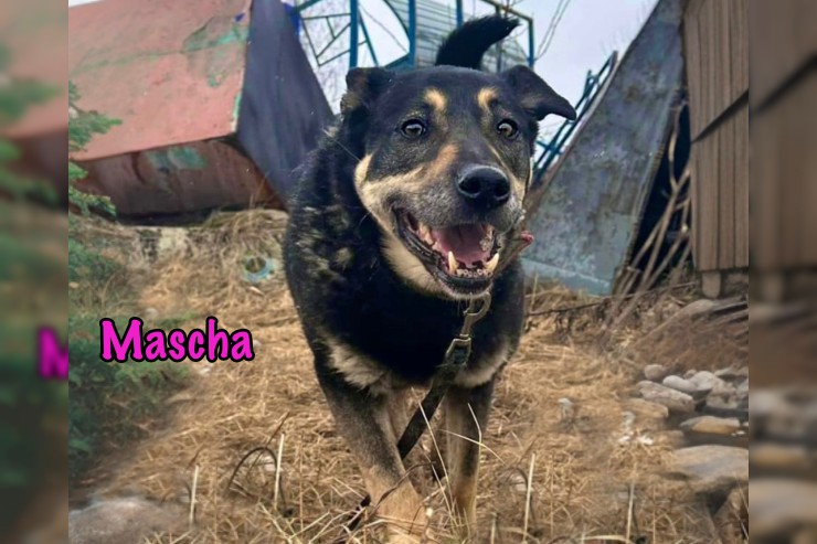 Mascha