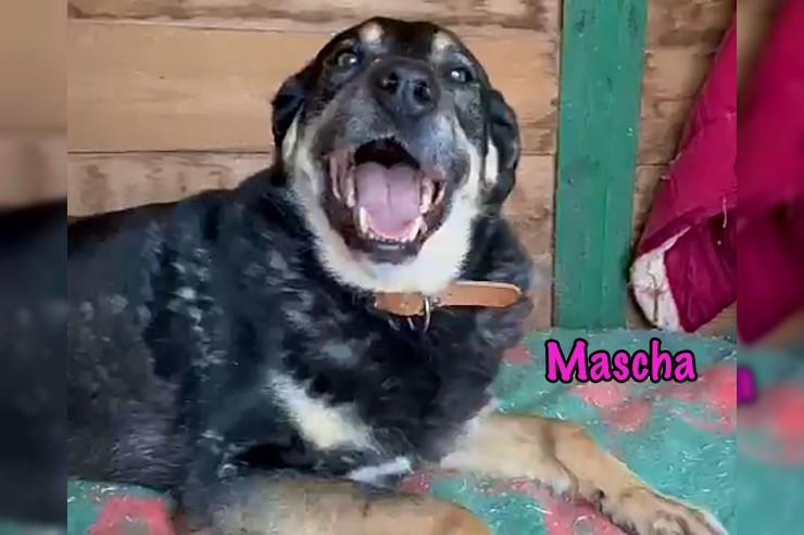 Mascha