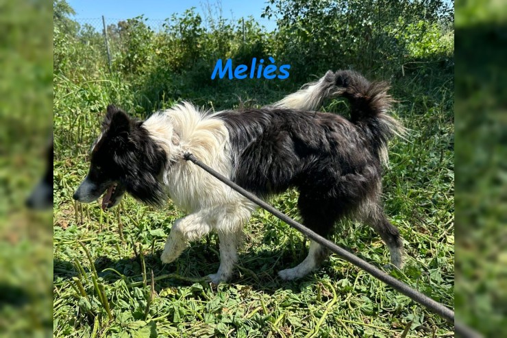 Meliès