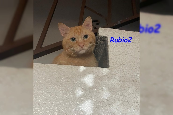 Rubio2