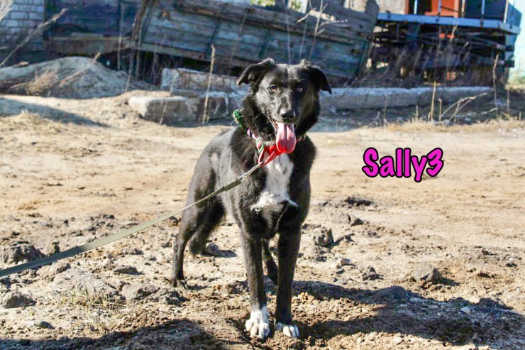 Sally3