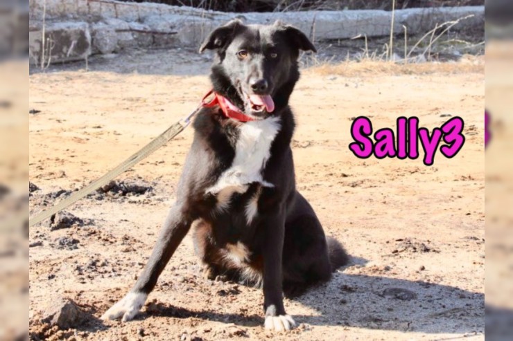 Sally3