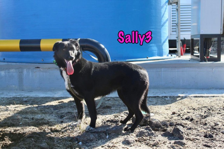 Sally3