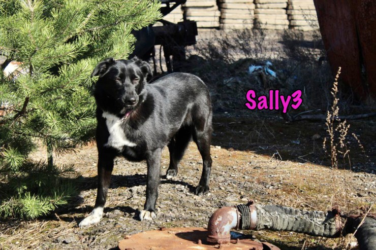 Sally3