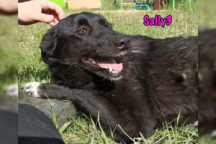 Sally3