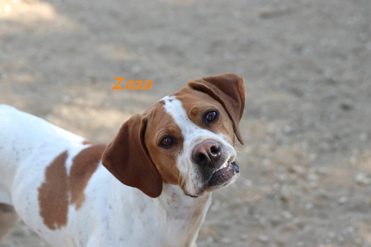 Zozo