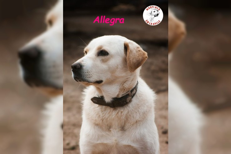 Allegra