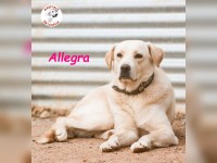 Allegra