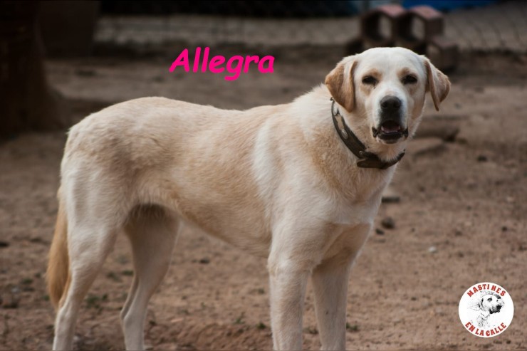 Allegra