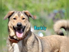 Barkly