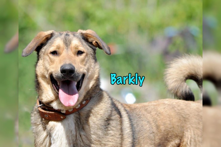 Barkly