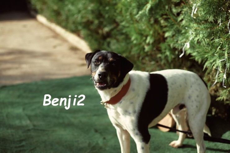 Benji2