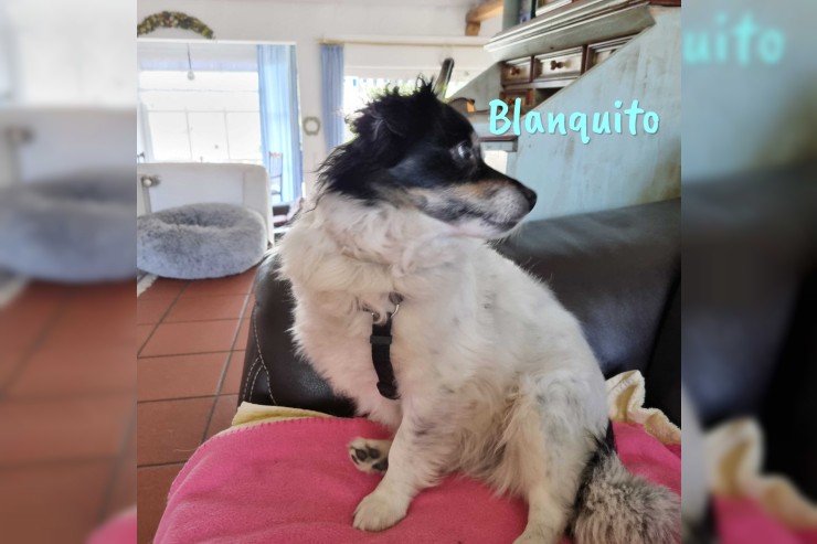 Blanquito