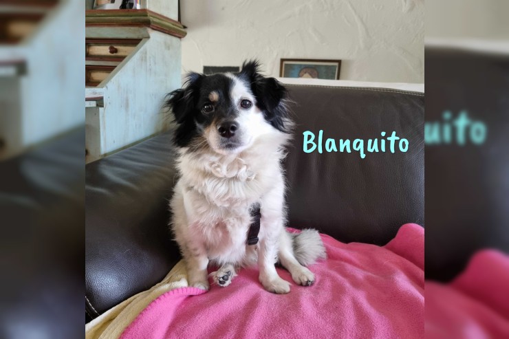 Blanquito