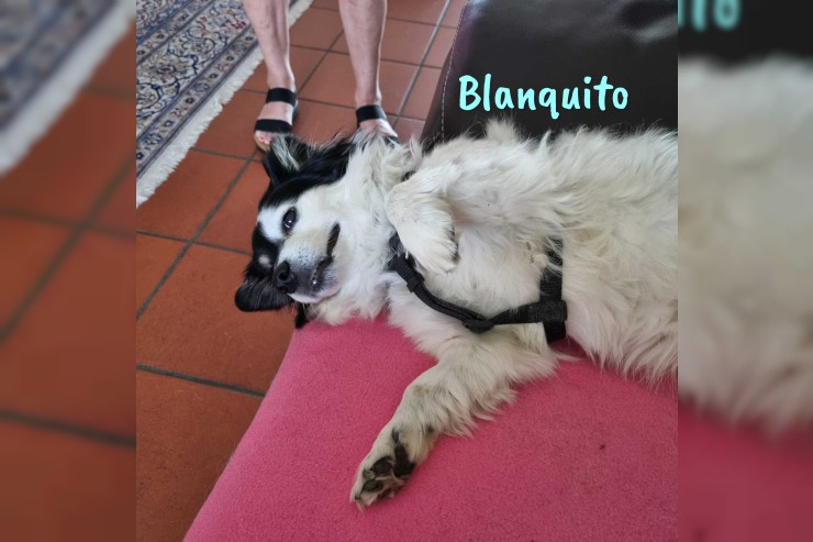 Blanquito