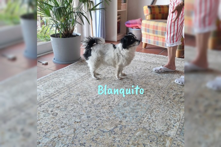 Blanquito