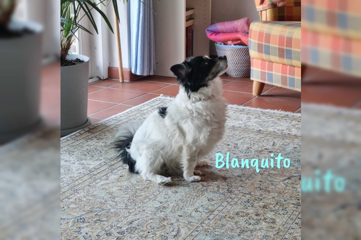 Blanquito