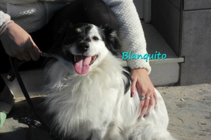 Blanquito