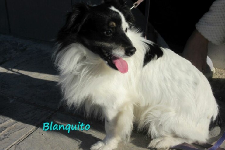 Blanquito