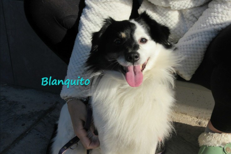 Blanquito