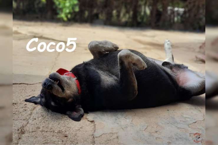 Coco5