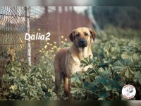 Dalia2