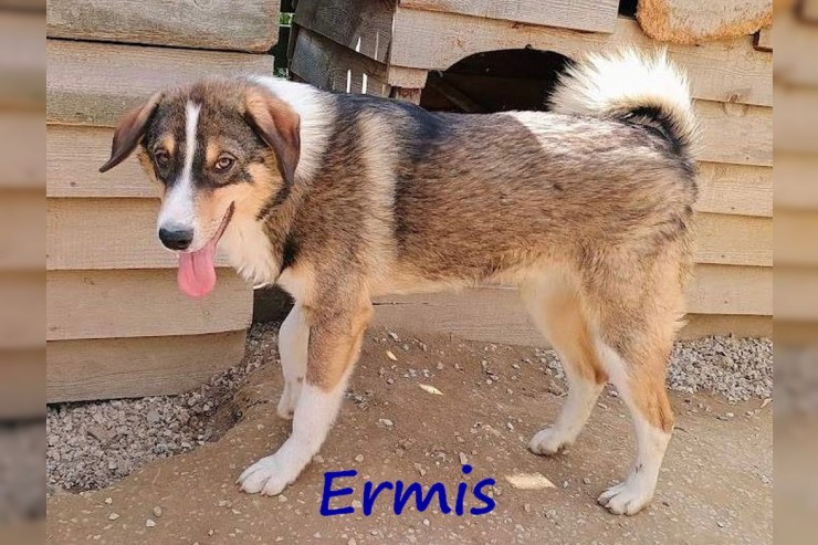 Ermis