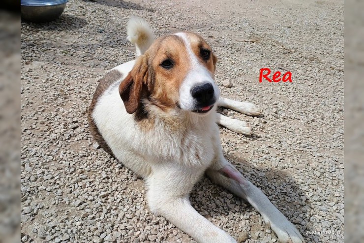 Rea