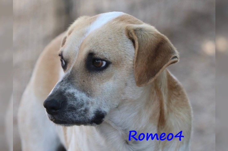 Romeo4