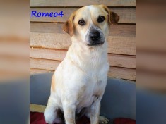Romeo4