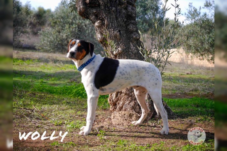 Wolly