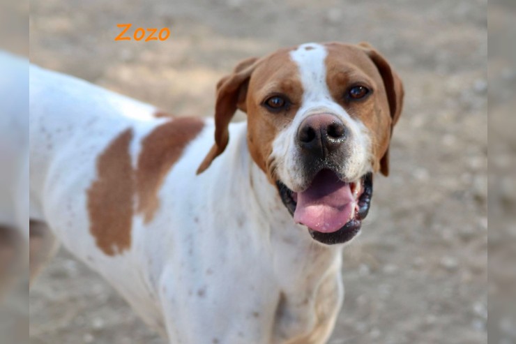 Zozo