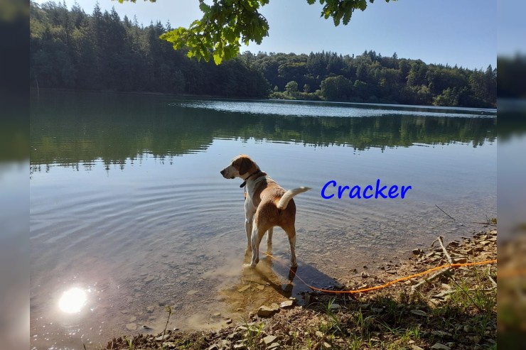 Cracker