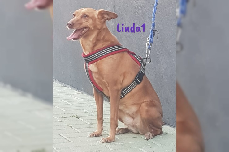 Linda1